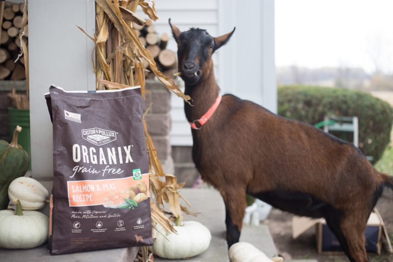 Pet Product Review ORGANIX Dog Food by Castor Pollux In a DC Minute