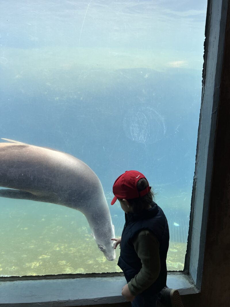 Interacting with the sea lions at the Buffalo Zoo. 