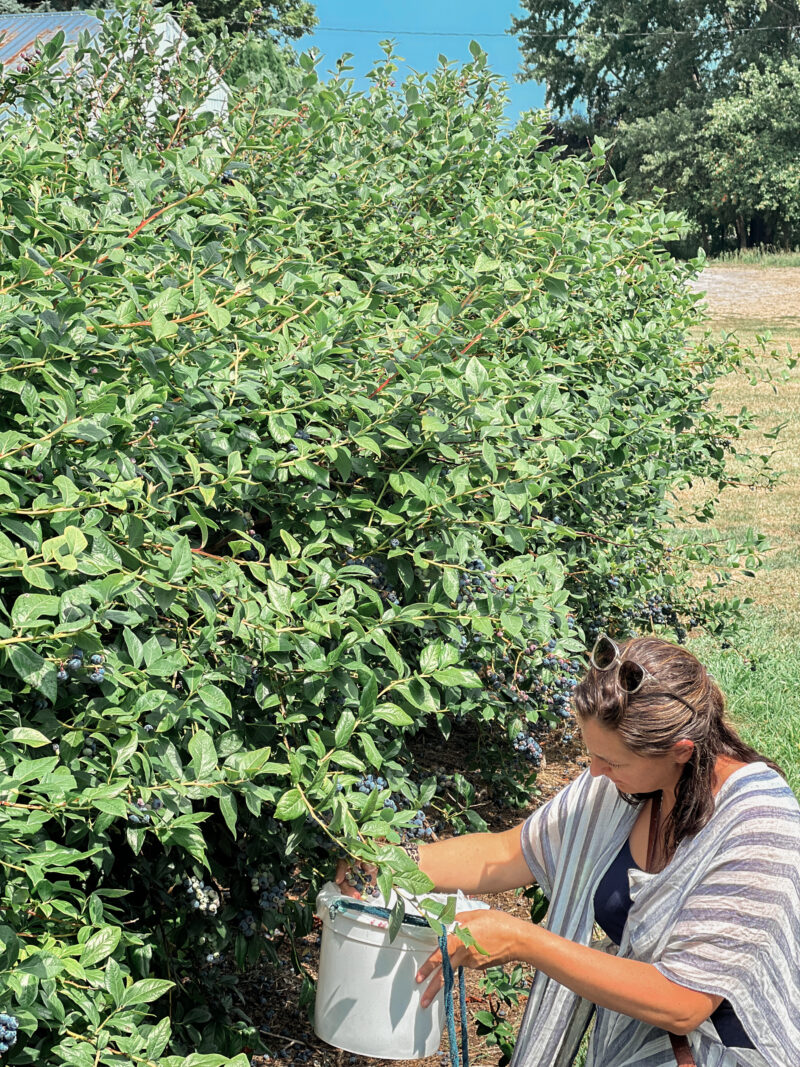 Trying to find the best blueberries possible with the warm sun beating down. Summer days are great for many things, picking blueberries at Empire Orchards are some of them. 