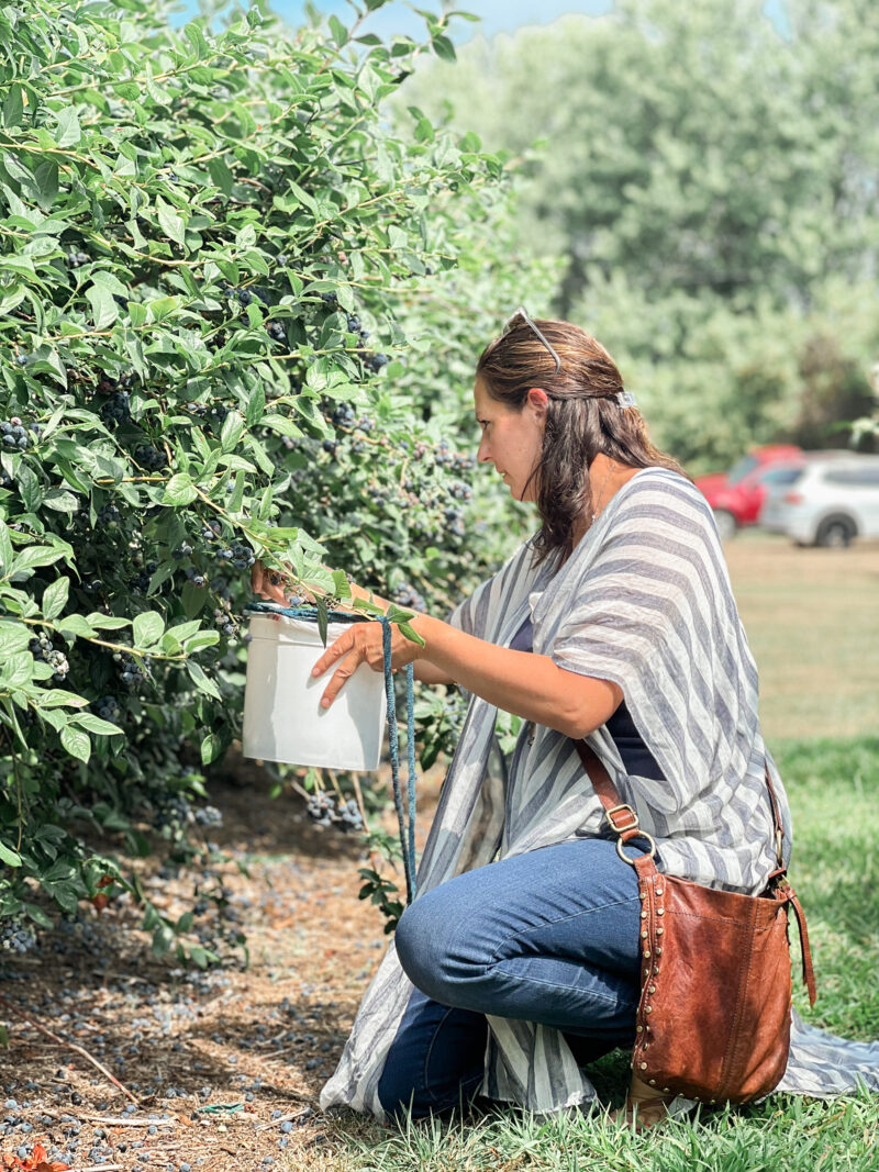 21 weeks pregnant and packing blueberries with the family. 