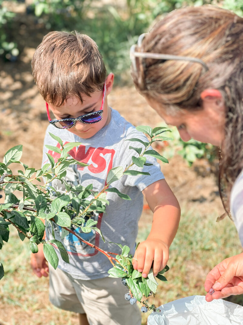 The two of us picking blueberries at Empire Orchards in Lyndonville, NY. This adventure is one that we'll probably do frequently in years to come.