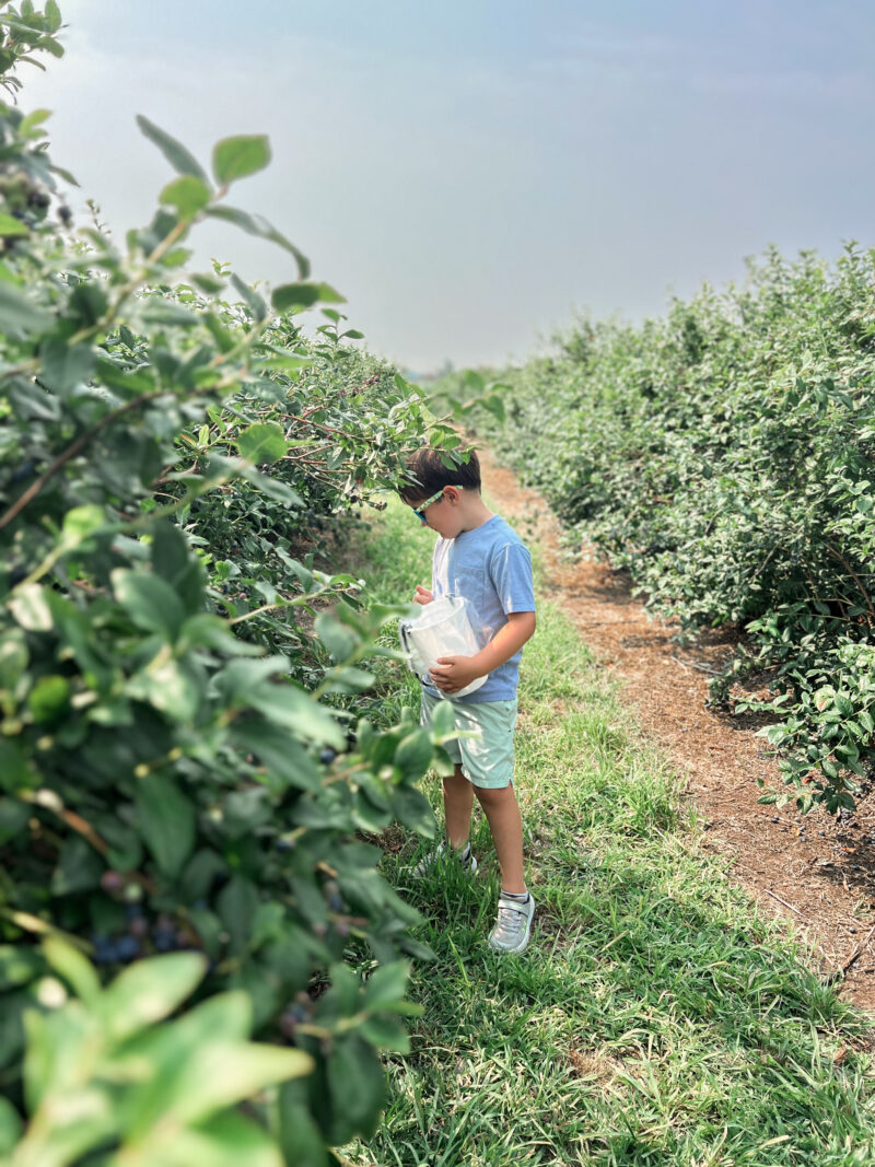 Our little boy picking blueberries in Lyndonville, NY. This has become a favorite some activity of ours and it's a great activity for a small child. 