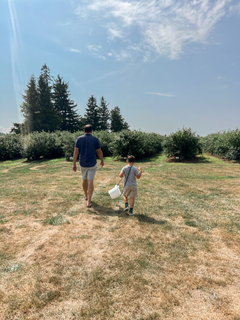 Our toddler showing his father how to pick blueberries. It took over 40 years for either of us to do it. He's not 4 and has done it twice. 